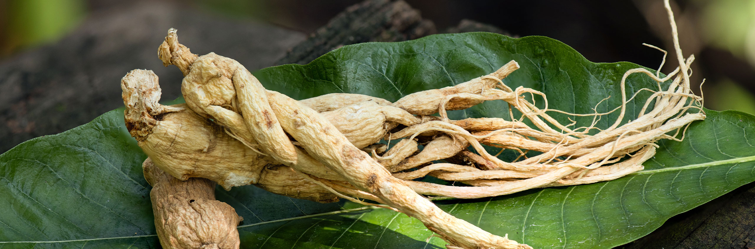 Pronto stanchezza? Rispondono i benefici del Ginseng!