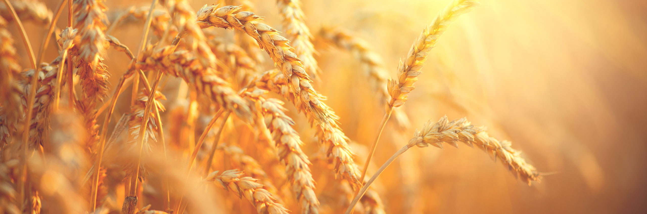 Coenzima Q10: a cosa serve e perchè è utile conoscerlo?